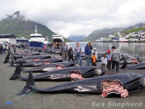 Sea Shepherd - Massacre de cétacés au Danemarj