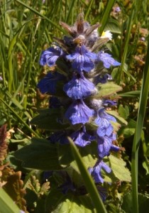 bugle-geneve