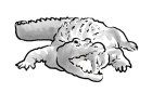 Un caïman croco