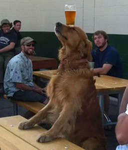 chien-biere