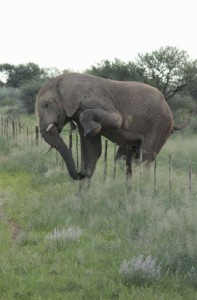 elephant-obstacle