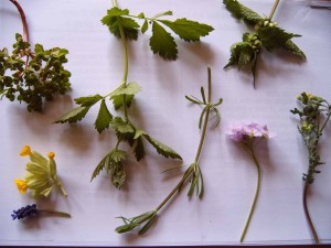 plantes-jardin