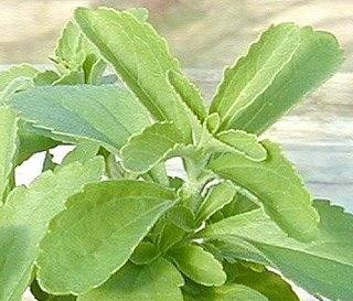stevia