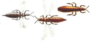 thrips